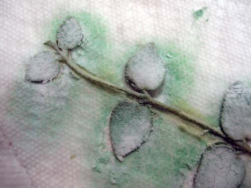 Powder sifted on plants
